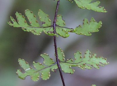 Aleuritopteris chusana@GrKV_
